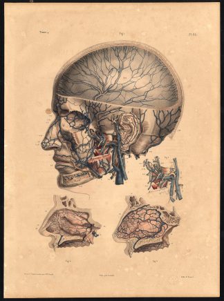 Original Anatomy Print-DEEP VEIN-ARTERY-FACE-Pl. 66-Bourgery-1831