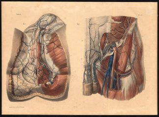 Original Anatomy Print-ARTERY-VEIN-GROIN-PERINEUM-Pl. 71-Bourgery-1831