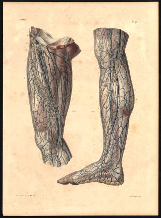 Original Anatomy Print-LYMPHATIC VESSEL-SUPERFICIAL-LEG-Pl. 78-Bourgery-1831