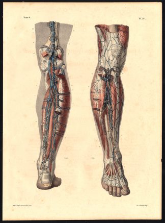 Original Anatomy Print-LYMPHATIC VESSEL-DEEP-VEIN-LEG-VEIN-Pl. 79-Bourgery-1831