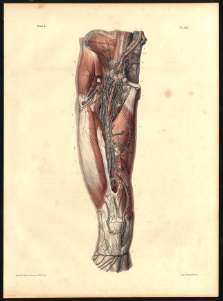 Original Anatomy Print-LYMPHATIC-DEEP-VESSEL-VEIN-THIGH-Pl. 80-Bourgery-1831