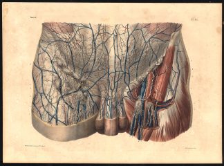 Original Anatomy Print-LYMPH NODE-ARTERY-VEIN-VESSEL-Pl. 81-Bourgery-1831