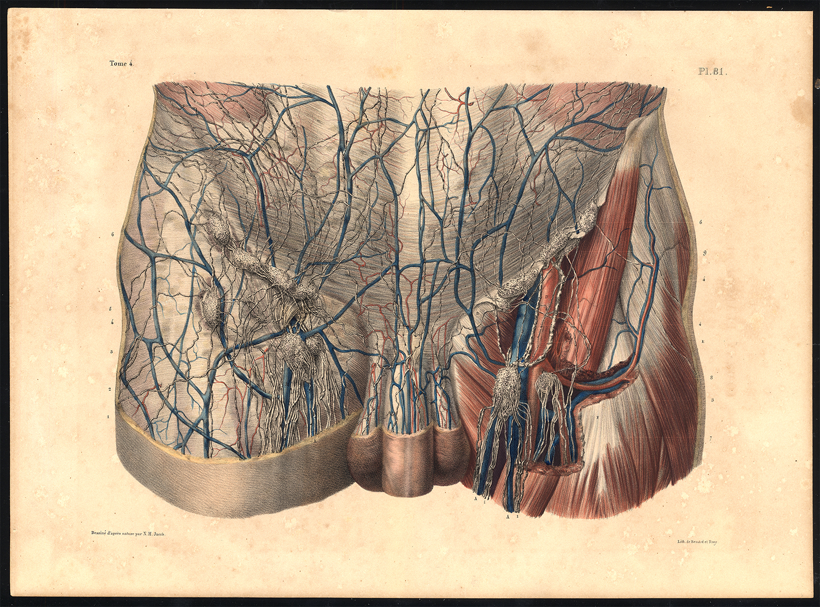 , Original Anatomy Print-LYMPH NODE-ARTERY-VEIN-VESSEL-Pl. 81-Bourgery-1831, Pictura Antique Prints