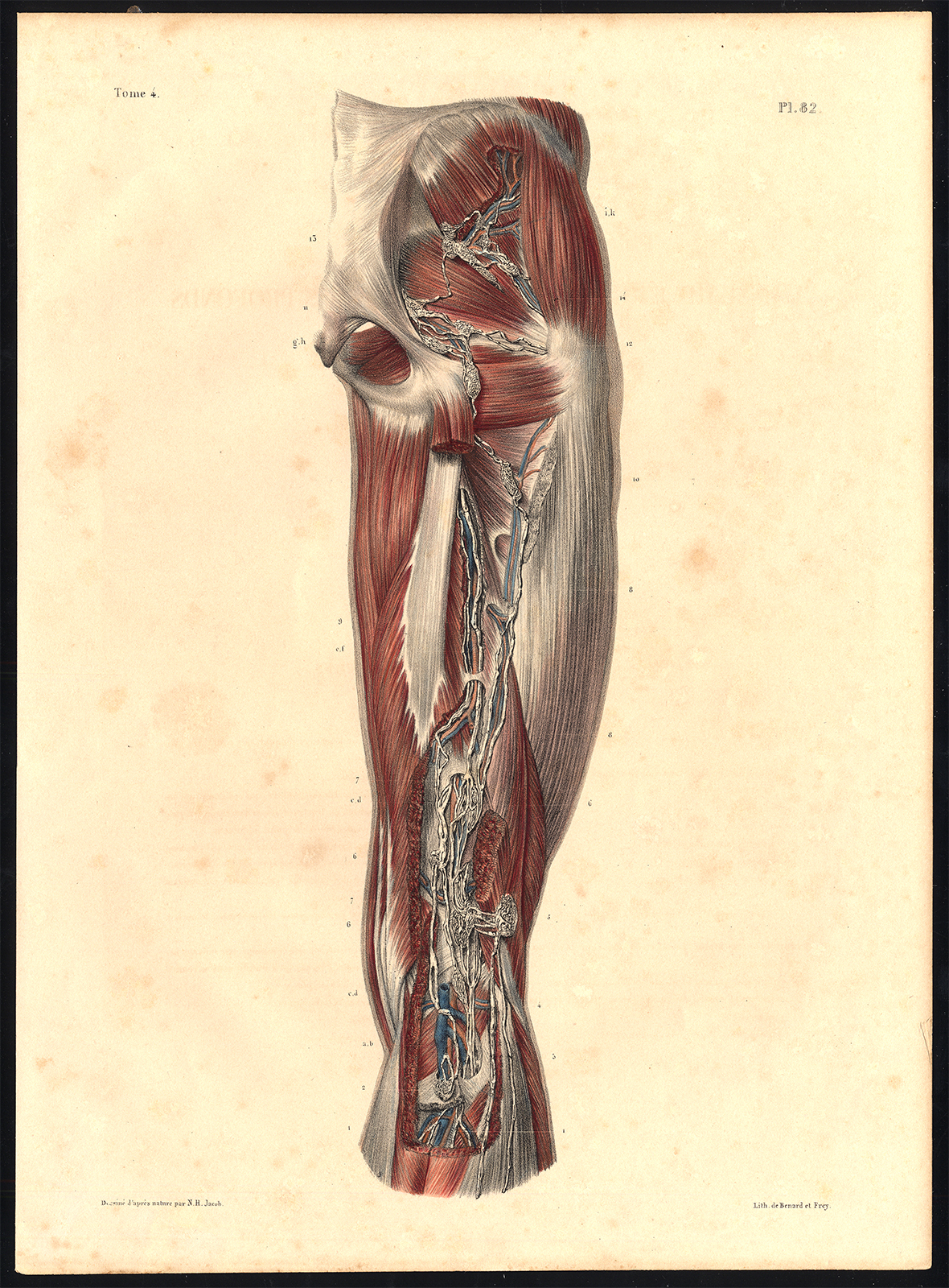 , Original Anatomy Print-DEEP VESSEL-VEIN-LYMPH-THIGH-LEG-Pl. 82-Bourgery-1831, Pictura Antique Prints