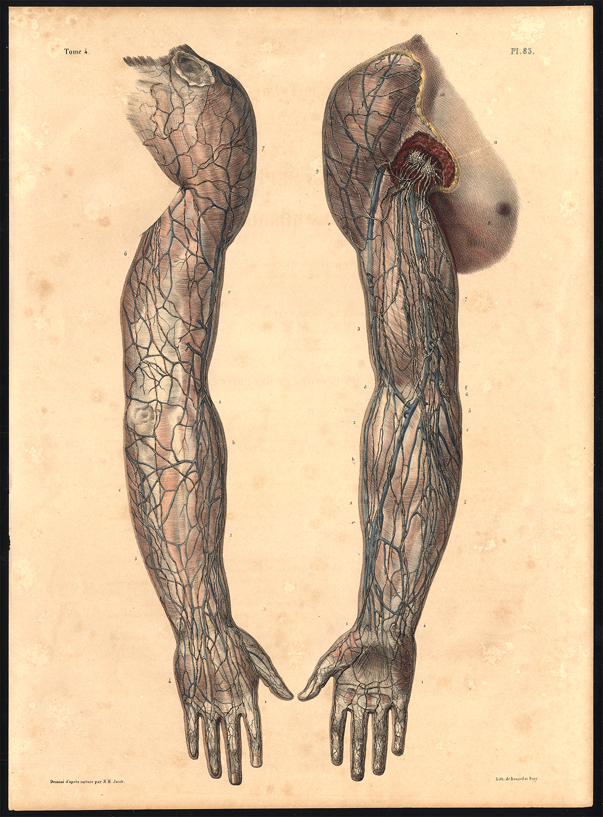 , Original Anatomy Print-LYMPHATIC VESSEL-SUPERFICIAL-CHEST-Pl. 83-Bourgery-1831, Pictura Antique Prints