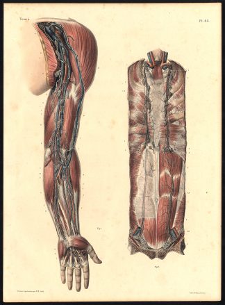 Original Anatomy Print-LYMPHATIC VESSEL-DEEP VEIN-THORAX-Pl. 84-Bourgery-1831
