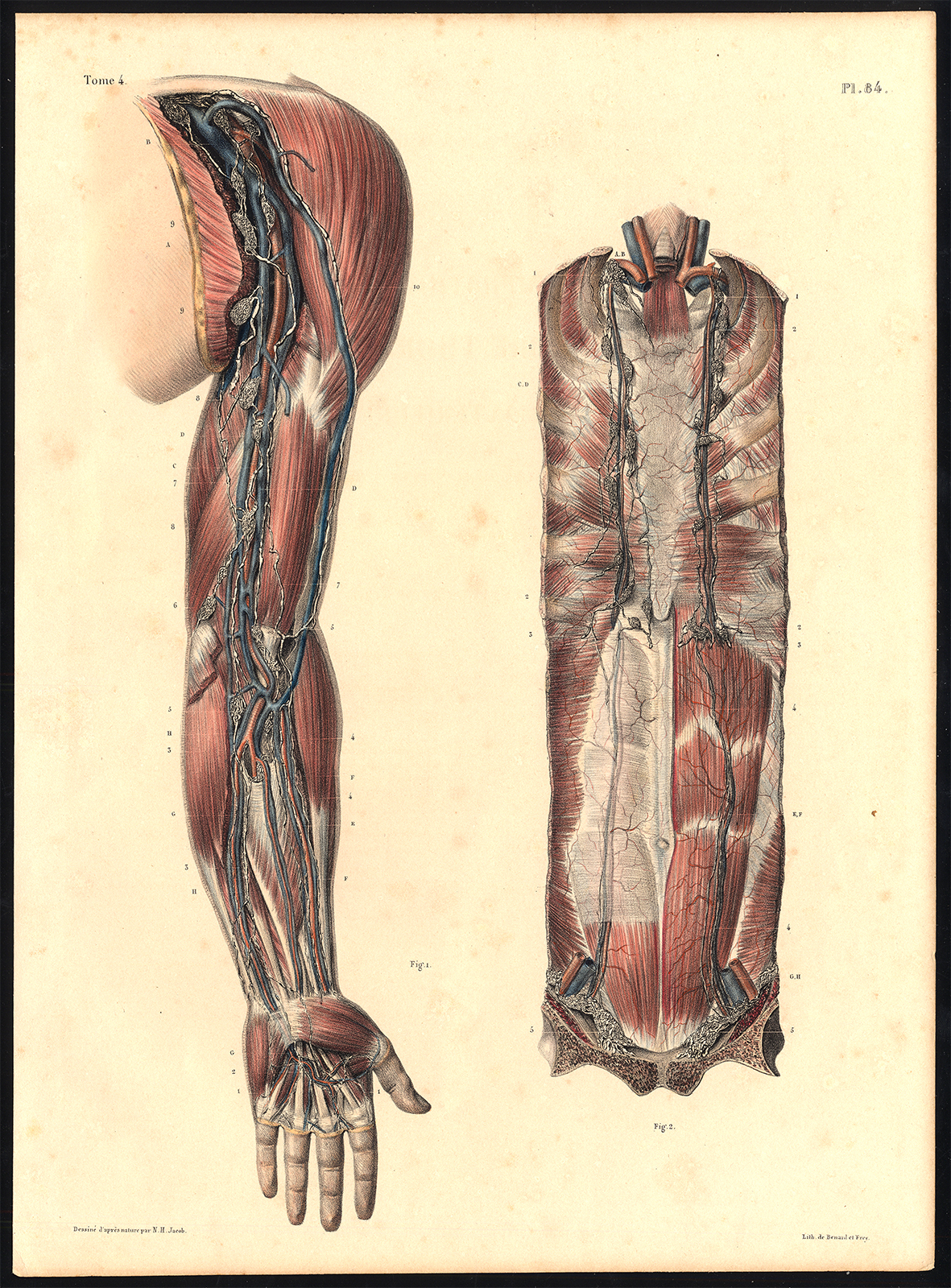 , Original Anatomy Print-LYMPHATIC VESSEL-DEEP VEIN-THORAX-Pl. 84-Bourgery-1831, Pictura Antique Prints