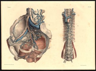 Original Anatomy Print-LYMPHATIC VESSEL-GANGLION-BASIN-DUCT-Pl. 88-Bourgery-1831