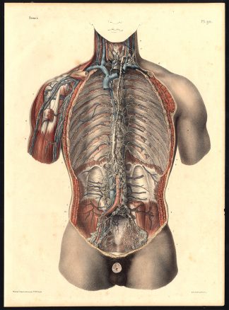Original Anatomy Print-PARASPINAL-LYMPHATIC VESSEL-GANGLION-Pl. 90-Bourgery-1831