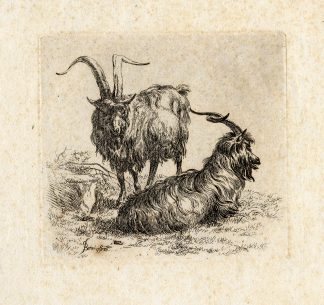 Antique Master Print-GOAT-LONG HAIRED-REST-Berchem-ca. 1650