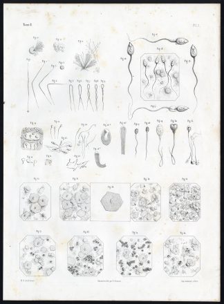 Antique Anatomy Print-EMBRYOGENESIS-Pl. 1-Bourgery-1844