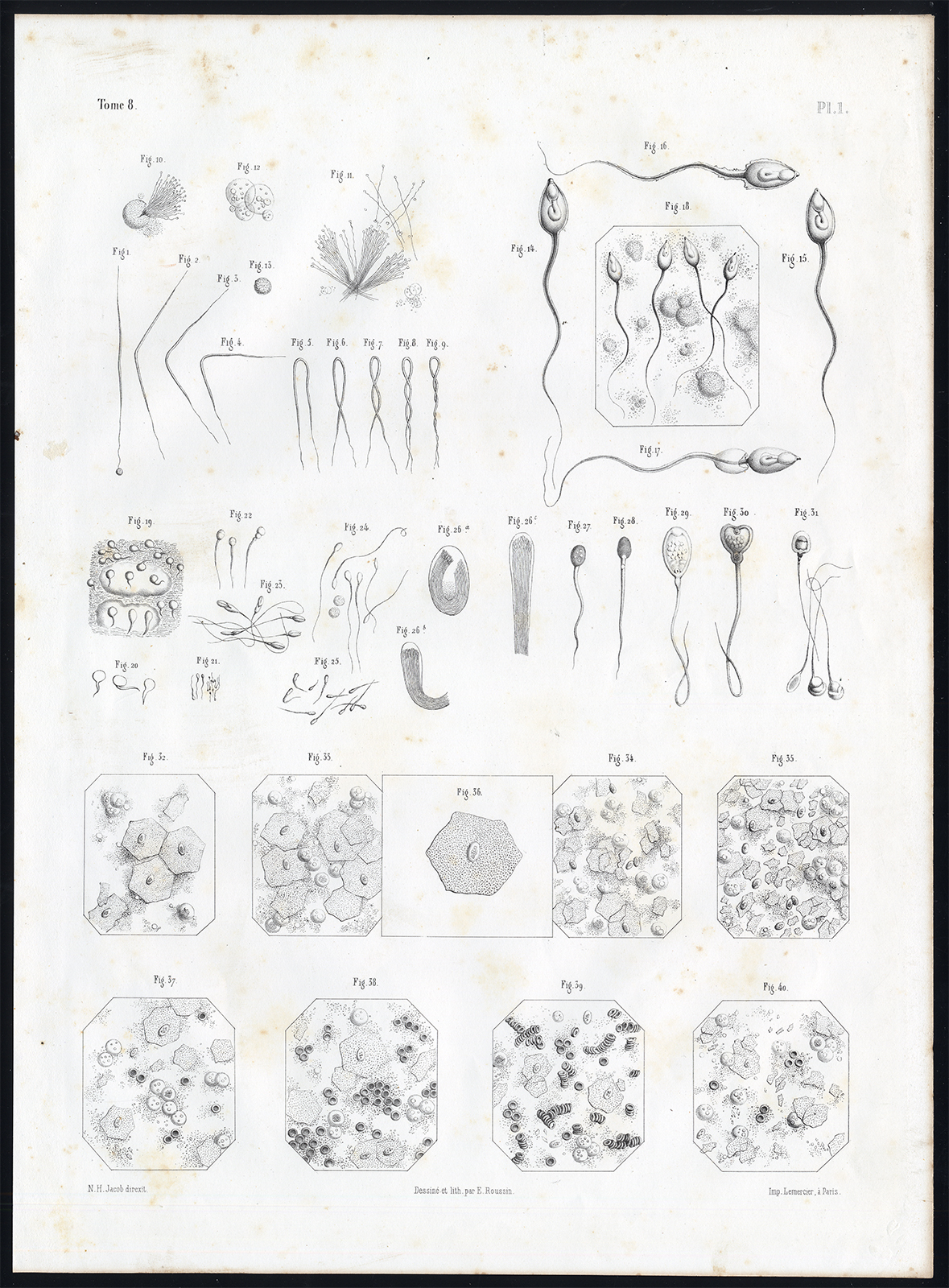 , Antique Anatomy Print-EMBRYOGENESIS-Pl. 1-Bourgery-1844, Pictura Antique Prints
