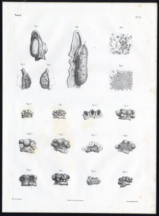 Antique Anatomy Print-EMBRYOGENESIS-Pl. 2-Bourgery-1844