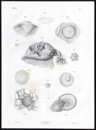 Antique Anatomy Print-EGG-HUMAN-RABBIT-Pl. 3-Bourgery-1844