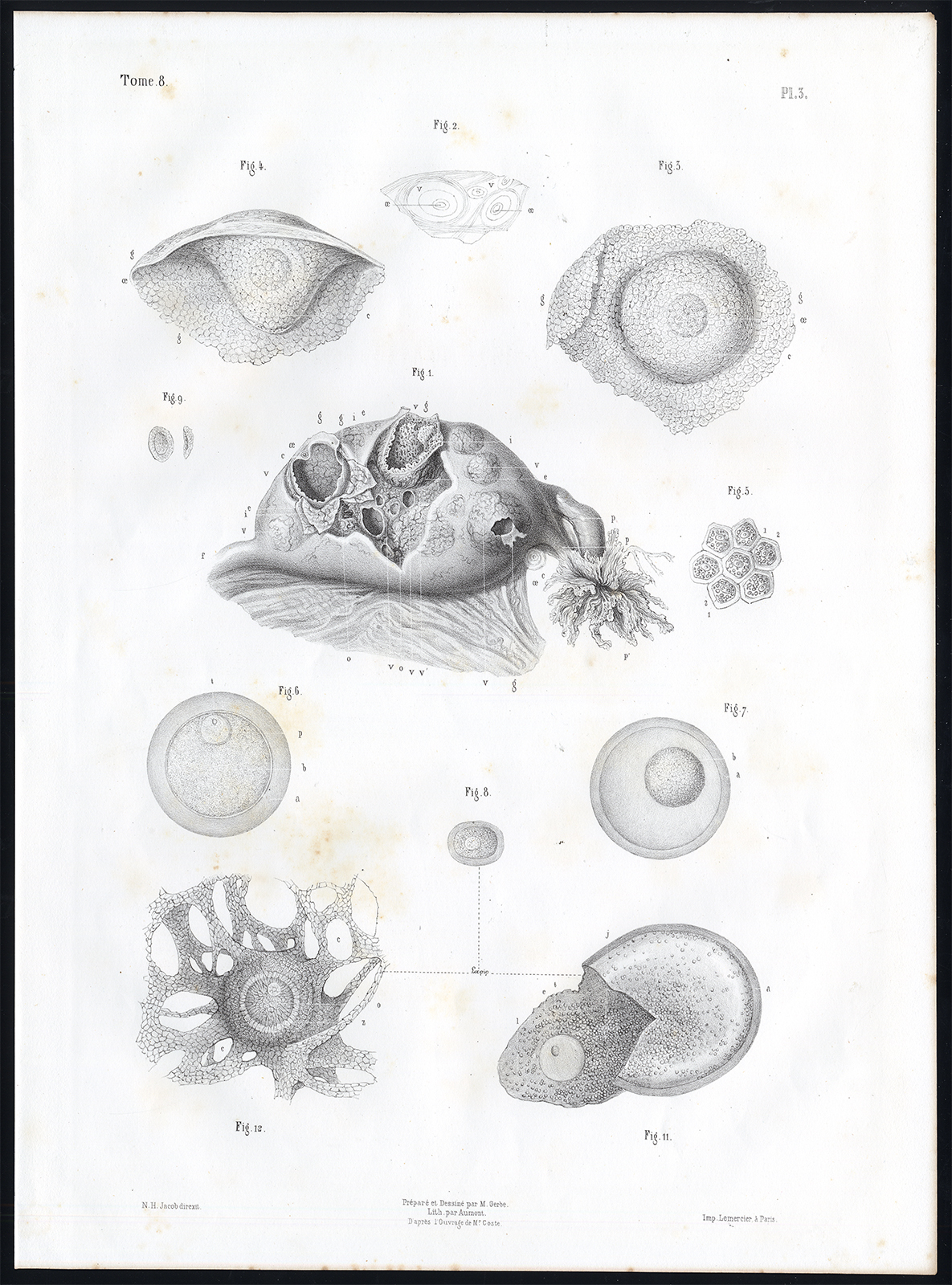 Ab5126 416x562 Antique Anatomy Print-EGG-HUMAN-RABBIT-Pl. 3-Bourgery-1844