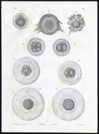 Antique Anatomy Print-EGG-CELL DIVISION-RABBIT-Pl. 4-Bourgery-1844