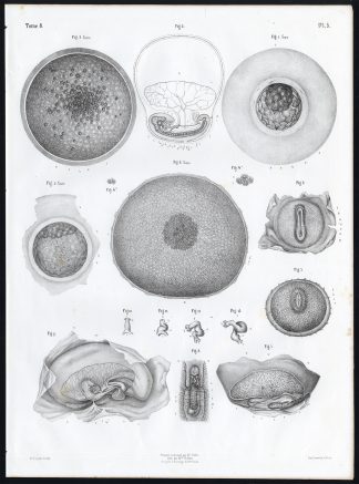 Antique Anatomy Print-EMBRYOGENESIS-FOETUS-DEVELOPMENT-Pl. 5-10-Bourgery-1844