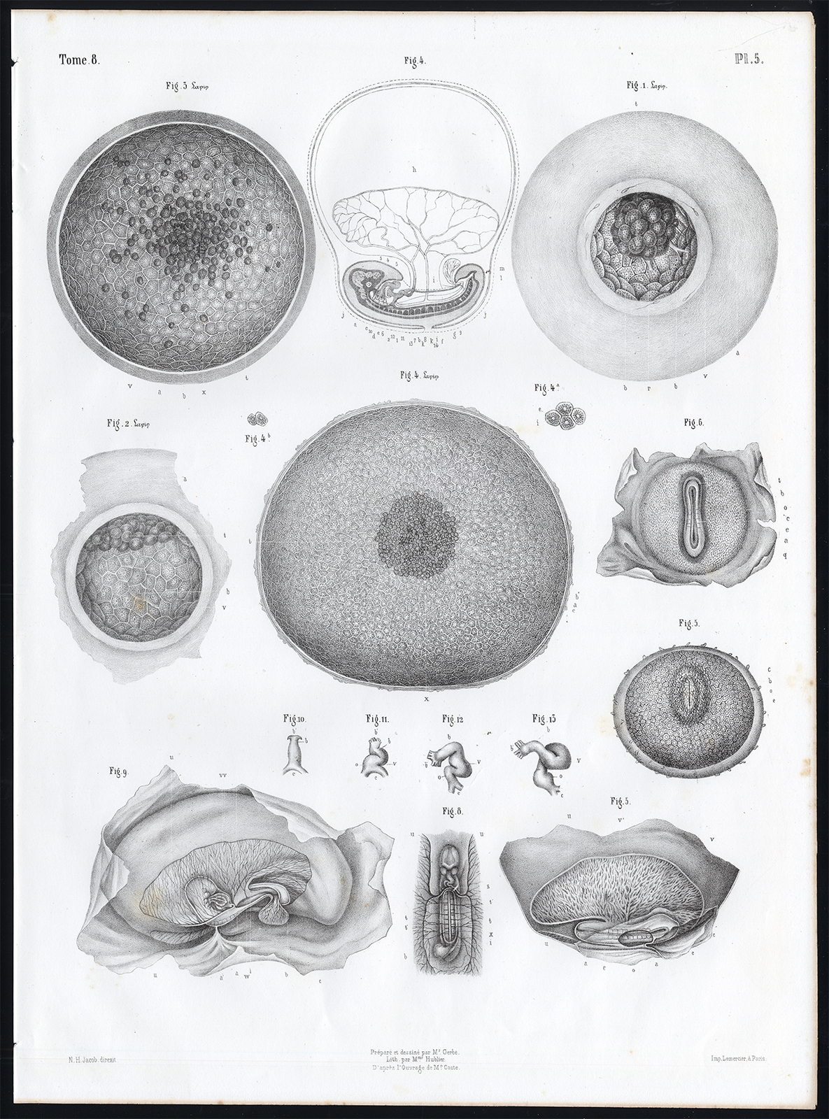 , Antique Anatomy Print-EMBRYOGENESIS-FOETUS-DEVELOPMENT-Pl. 5-10-Bourgery-1844, Pictura Antique Prints