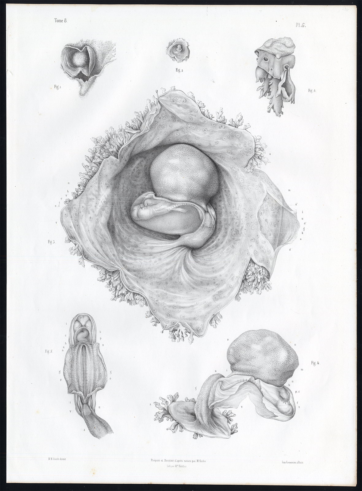 , Antique Anatomy Print-EMBRYOGENESIS-FOETUS-DEVELOPMENT-Pl. 5-10-Bourgery-1844, Pictura Antique Prints