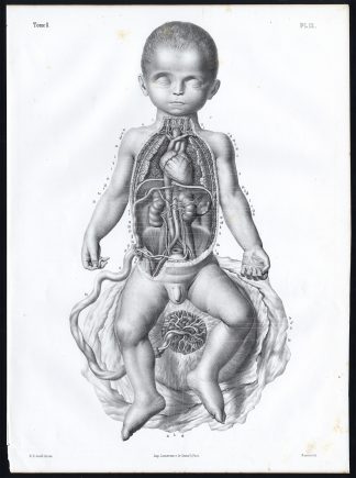 Antique Anatomy Print-UTERUS-FOETUS-UBILICAL CORD-CIRCULATE-Pl. 12-Bourgery-1844