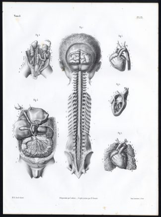 Antique Anatomy Print-FOETUS-CIRCULATION-RESPIRATE-URINARY-Pl. 13-Bourgery-1844