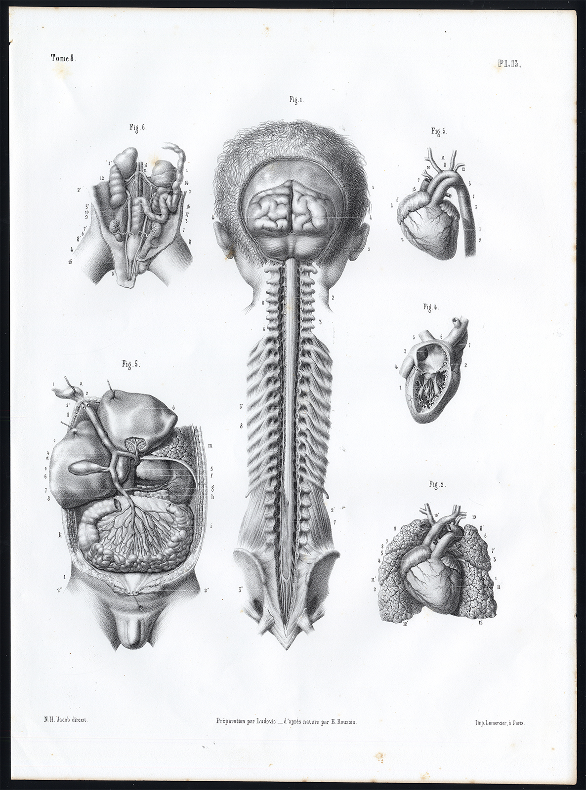 , Antique Anatomy Print-FOETUS-CIRCULATION-RESPIRATE-URINARY-Pl. 13-Bourgery-1844, Pictura Antique Prints