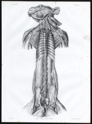 Antique Anatomy Print-NERVOUS SYSTEM-MONKEY-MAMMAL-Pl. 14bis-ter-Bourgery-1844