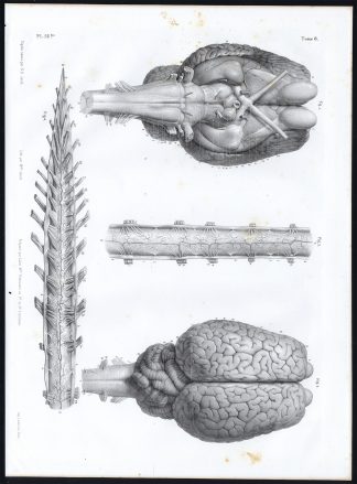 Antique Anatomy Print-NERVOUS SYSTEM-HORSE-BRAIN-SPINE-Pl. 16b-Bourgery-1844