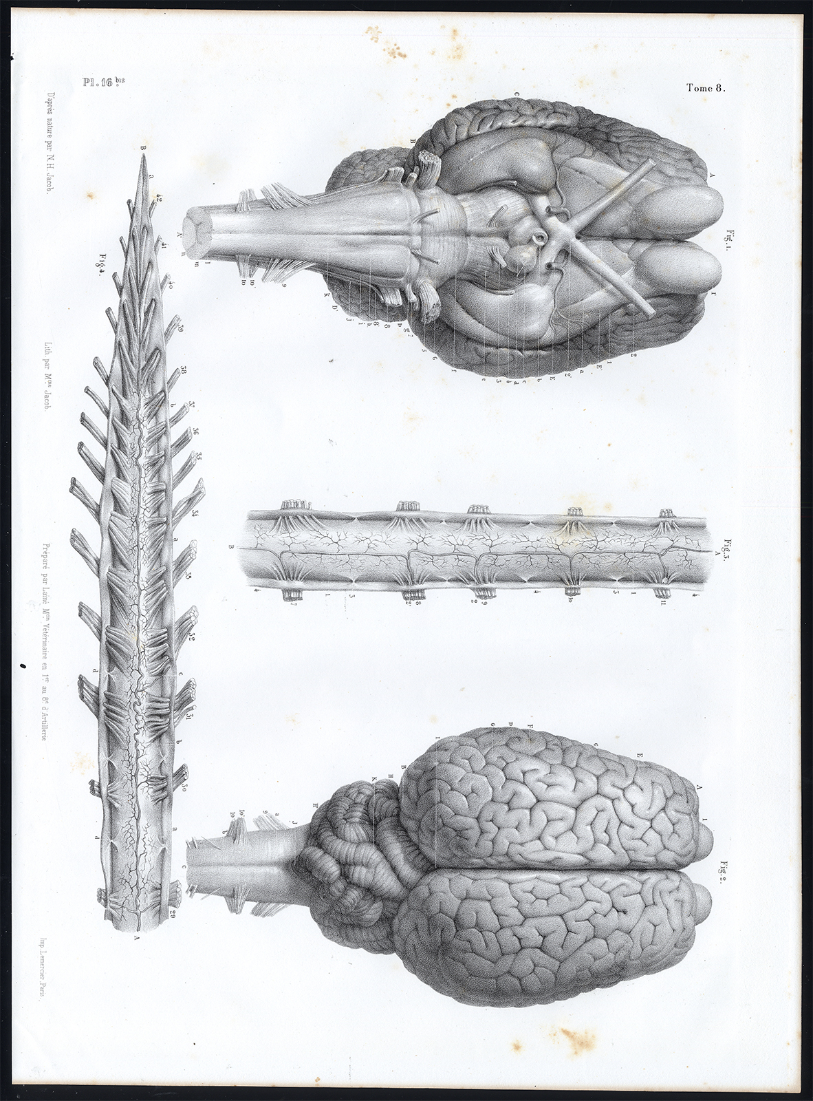 , Antique Anatomy Print-NERVOUS SYSTEM-HORSE-BRAIN-SPINE-Pl. 16b-Bourgery-1844, Pictura Antique Prints