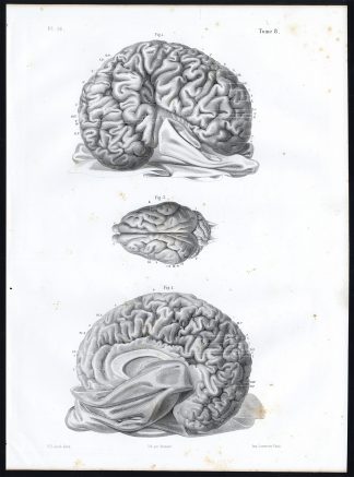 Antique Anatomy Print-INDIAN ELEPHANT-SANGLIER-BRAIN-Pl. 18-Bourgery-1844