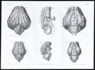 Antique Anatomy Print-BRAIN-RUMINANT-COW-SHEEP-Pl. 19-Bourgery-1844