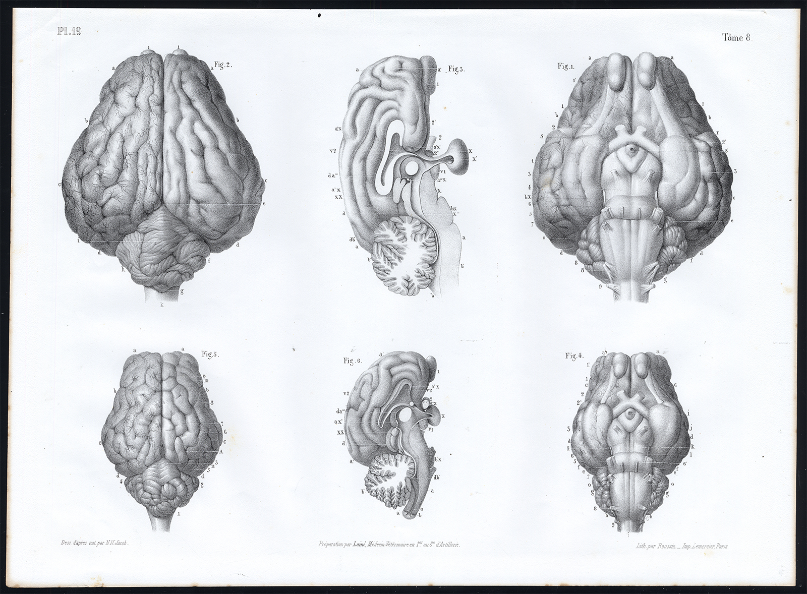 , Antique Anatomy Print-BRAIN-RUMINANT-COW-SHEEP-Pl. 19-Bourgery-1844, Pictura Antique Prints
