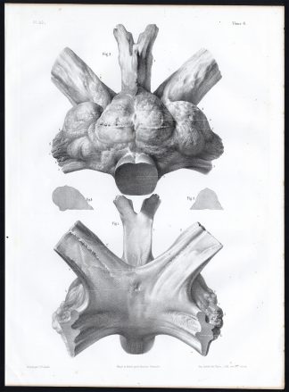 Antique Anatomy Print-BRAIN-WHALE-ANIMAL-Pl. 20-Bourgery-1844