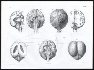 Antique Anatomy Print-SEAL-HARBOUR PORPOISE-BRAIN-NERVOUS SYSTEM-Pl. 20b-Bourger