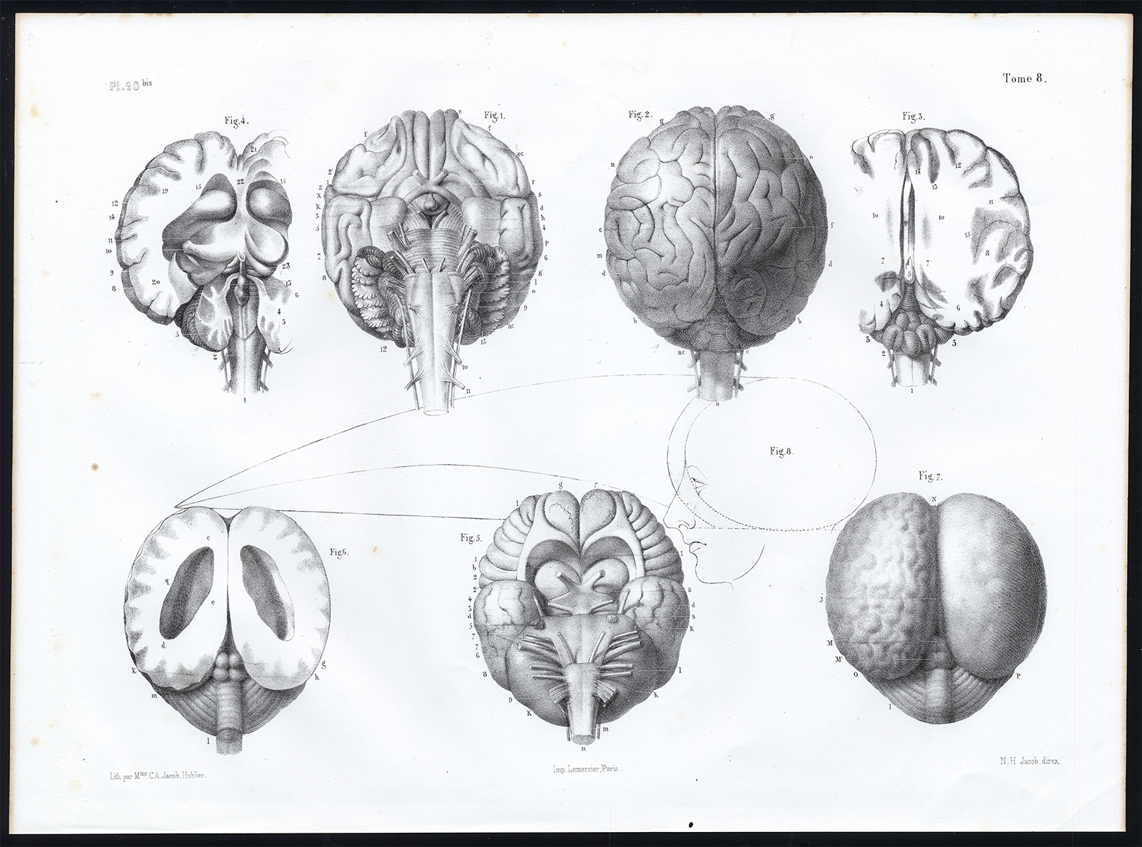 , Antique Anatomy Print-SEAL-HARBOUR PORPOISE-BRAIN-NERVOUS SYSTEM-Pl. 20b-Bourger, Pictura Antique Prints