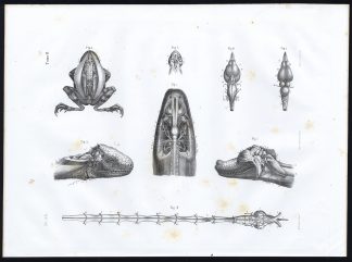 Antique Anatomy Print-FROG-AMPHIBIAN-NERVOUS SYSTEM-Pl. 22-Bourgery-1844