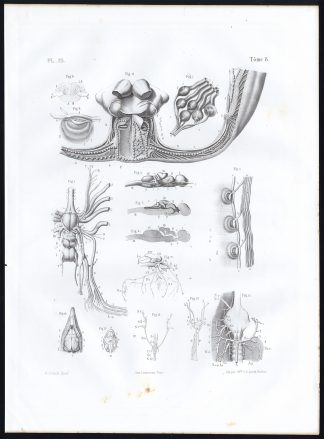 Antique Anatomy Print-FISH-NERVOUS SYSTEM-Pl. 23-Bourgery-1844