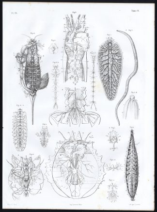 Antique Anatomy Print-ANNELID-CRUSTACEAN-NERVOUS SYSTEM-Pl. 24-Bourgery-1844
