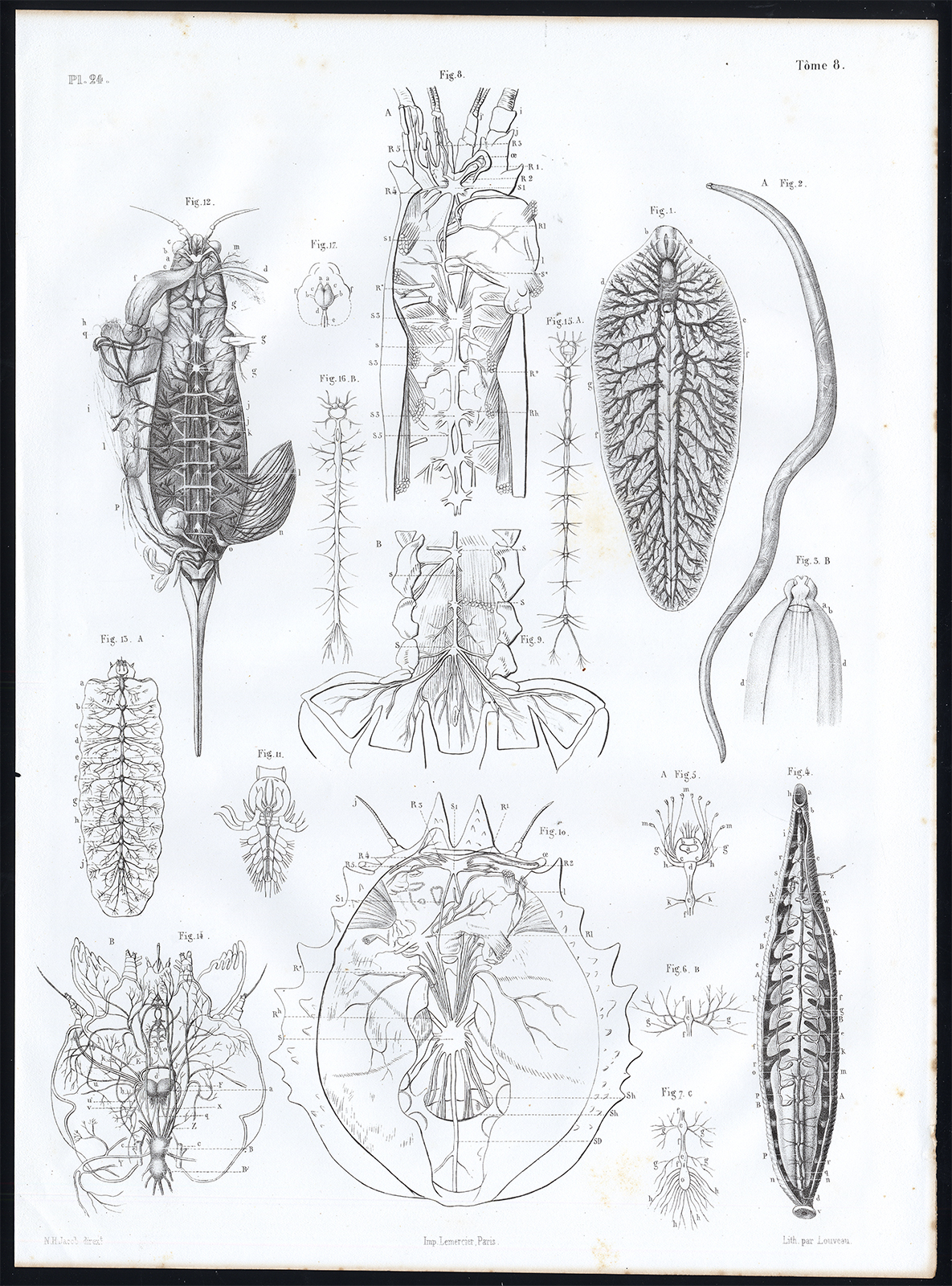 , Antique Anatomy Print-ANNELID-CRUSTACEAN-NERVOUS SYSTEM-Pl. 24-Bourgery-1844, Pictura Antique Prints