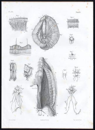 Antique Anatomy Print-MOLLUSC-NERVOUS SYSTEM-COMPLETE-Pl. 25-Bourgery-1844