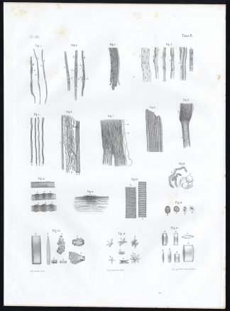 Antique Anatomy Print-MICROSCOPIC-MUSCLE-TENDON-Pl. 29-Bourgery-1844