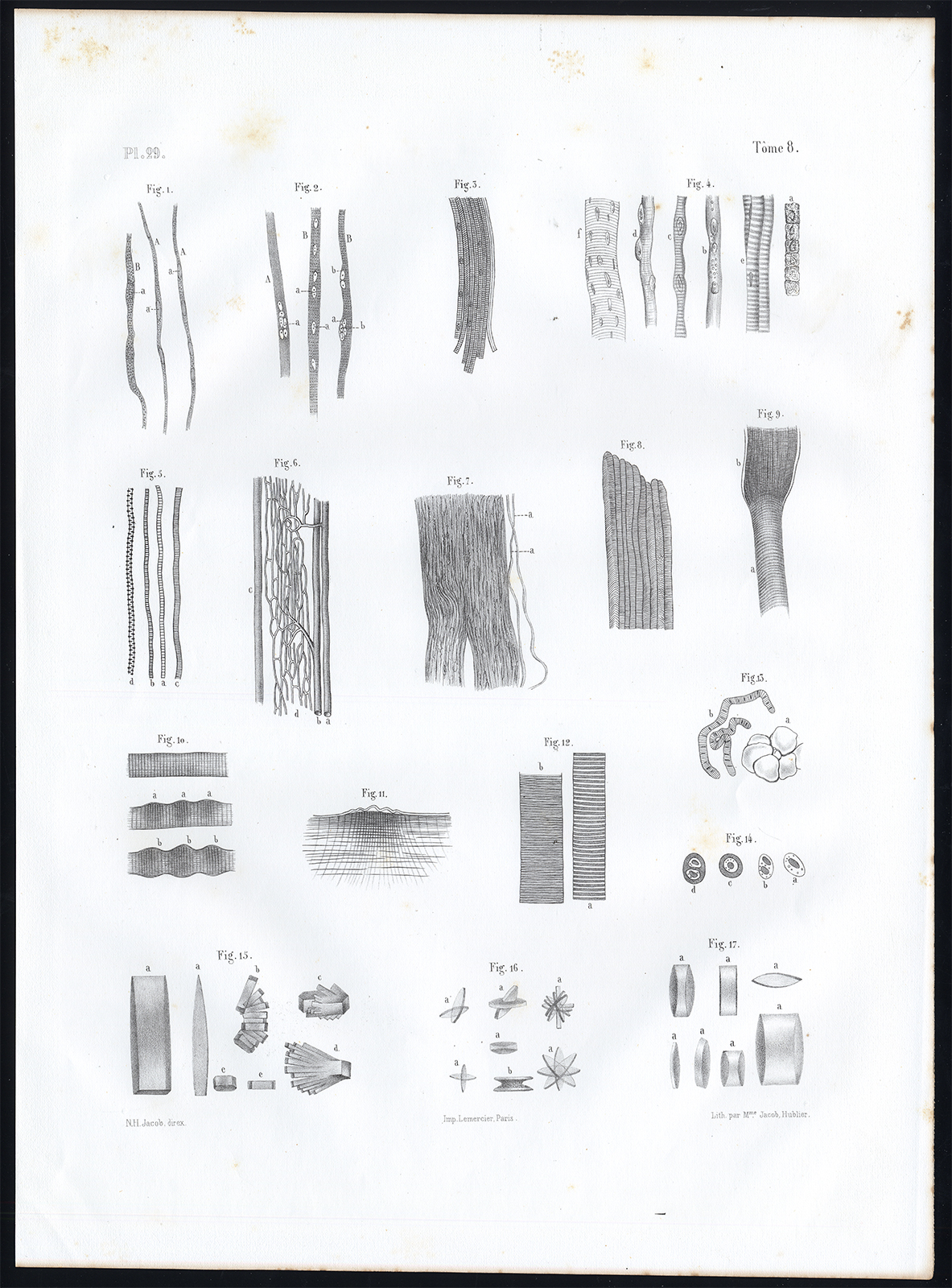 , Antique Anatomy Print-MICROSCOPIC-MUSCLE-TENDON-Pl. 29-Bourgery-1844, Pictura Antique Prints