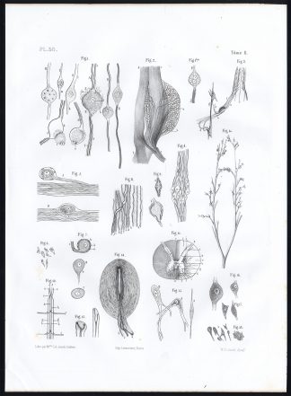 Antique Anatomy Print-MICROSCOPIC-NERVES-Pl. 30-Bourgery-1844