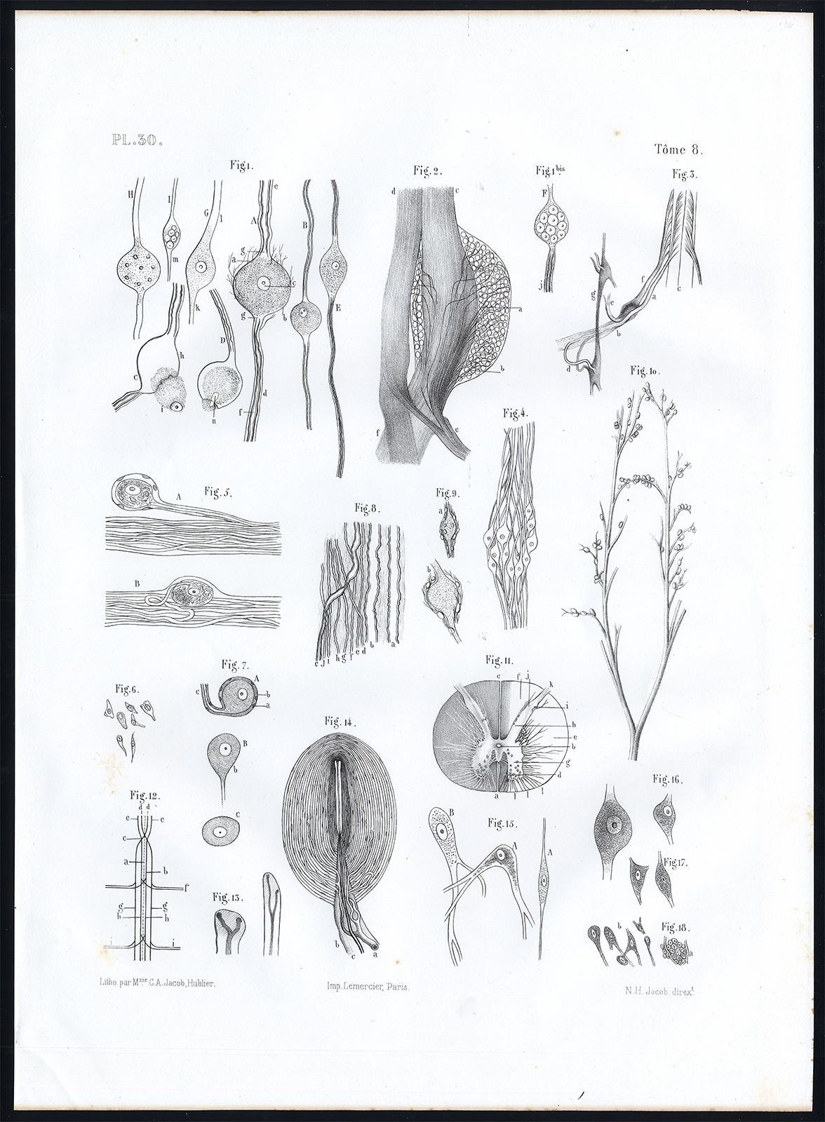 , Antique Anatomy Print-MICROSCOPIC-NERVES-Pl. 30-Bourgery-1844, Pictura Antique Prints