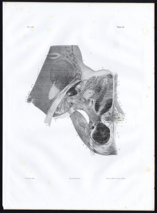 Antique Anatomy Print-PONS VAROLII-NERVOUS SYSTEM-NERVE-Pl. 33-Bourgery-1844
