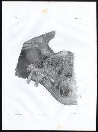 Antique Anatomy Print-MICROSCOPE-PONS VAROLII-FACE-ACOUSTIC-Pl. 34-Bourgery-1844