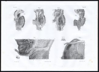 Antique Anatomy Print-NERVOUS SYSTEM-ORIGIN-PONS VAROLII-Pl. 38-Bourgery-1844