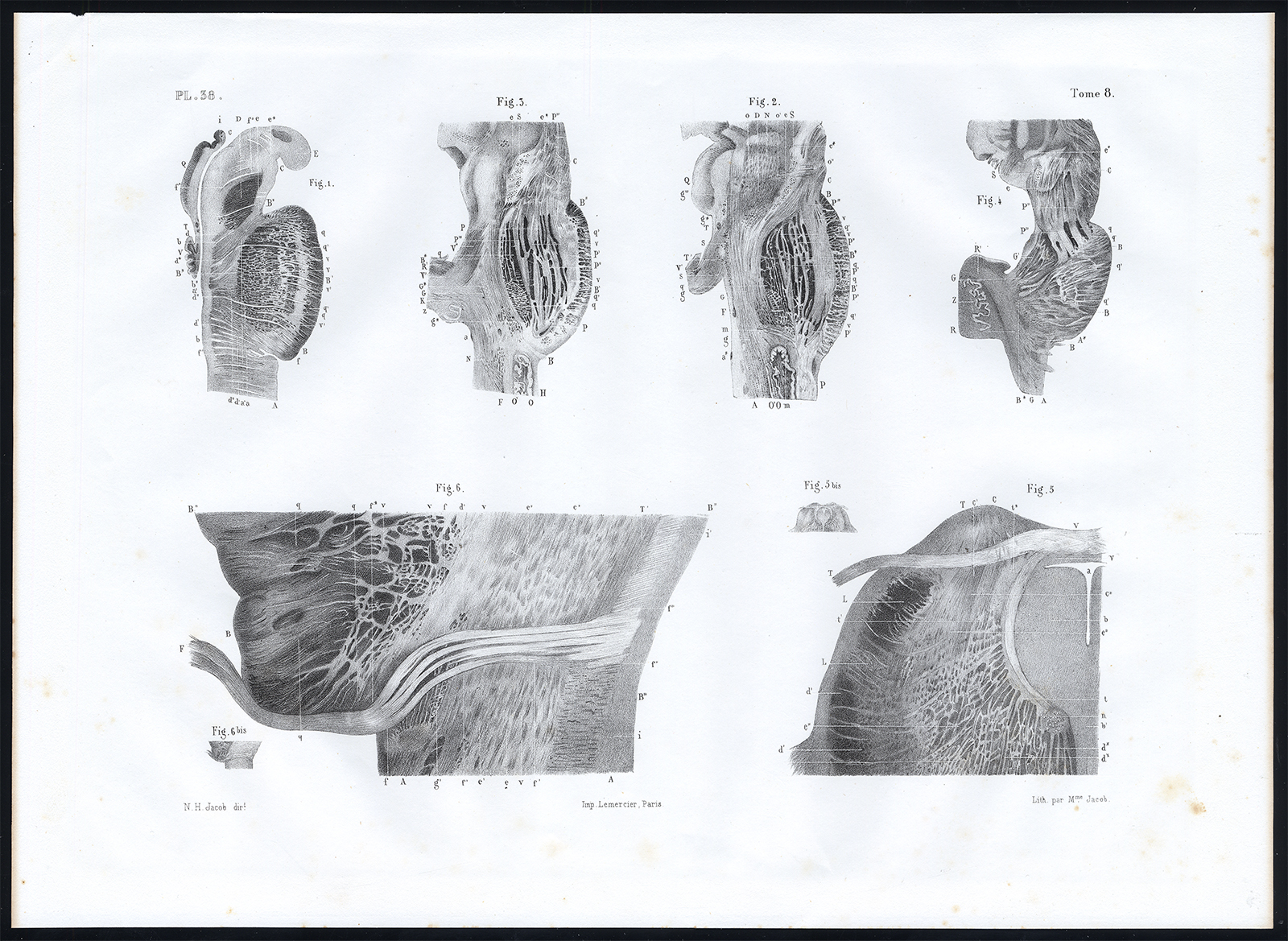 , Antique Anatomy Print-NERVOUS SYSTEM-ORIGIN-PONS VAROLII-Pl. 38-Bourgery-1844, Pictura Antique Prints
