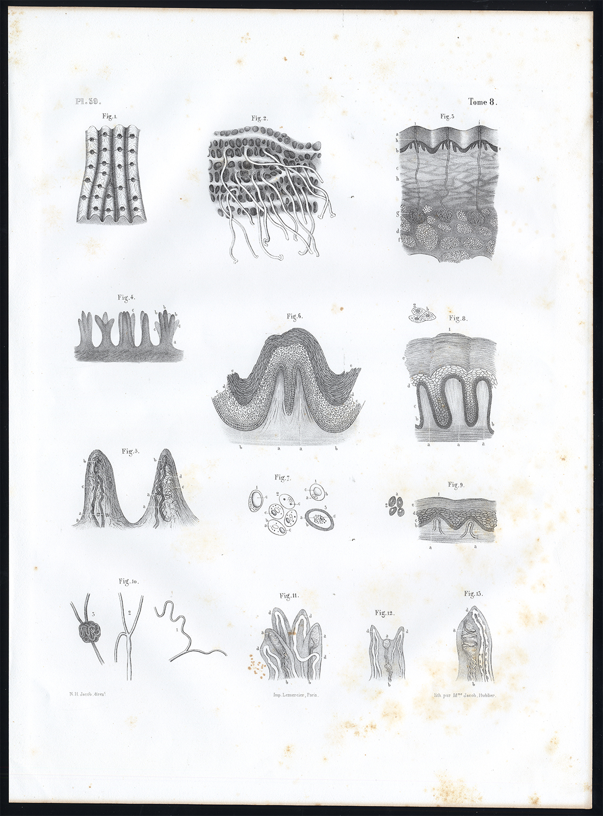 , Antique Anatomy Print-MICROSCOPIC-SKIN-Pl. 39-Bourgery-1844, Pictura Antique Prints