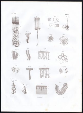 Antique Anatomy Print-MICROSCOPIC-CORNEA-SKIN-Pl. 40-Bourgery-1844